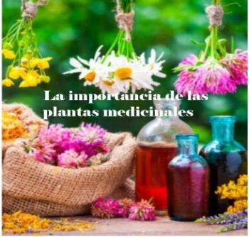 La importancia de las plantas medicinales