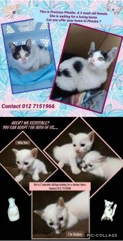 cat adoption