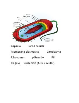 prueba