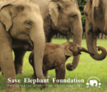 Save Elephant EX