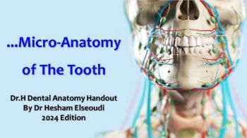 DrH Dentition Handout 3 Micro-Anatomy of The Tooth