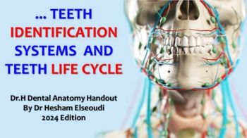 DrH Dentition Handout 5 Teeth Identification Systems  And Teeth Life Cycle