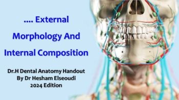 DrH Dentition Handout 2 External Morphology And Internal Composition