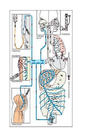 My Project 2021-routes of drug adminstration