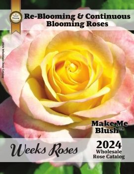 2024 Weeks Roses Wholesale Rose Catalog