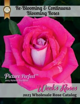 2023 Weeks Roses Wholesale Rose Catalog