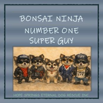 Bonsai Ninja - Number One Super Guy