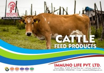 Cattle Catalouge.cdr