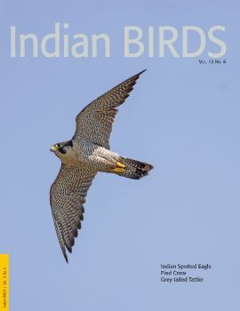 Indian Birds