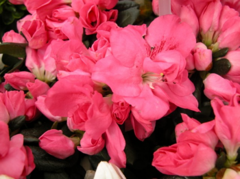 Catalogo de Flor de Temporada de Viveros la Llosa