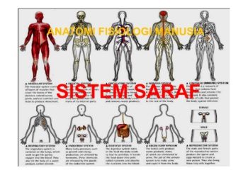 sistem saraf 2.ppt