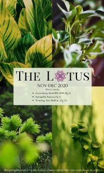 The Lotus (Nov-Dec 2020)