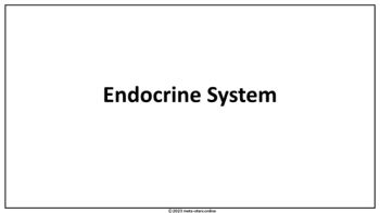 Endocrine System