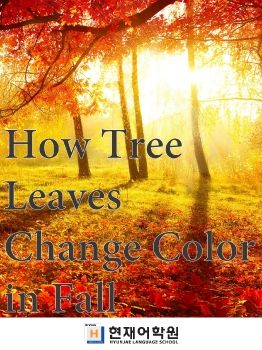 BP2C 018 How Tree Leaves Change Color in Fall