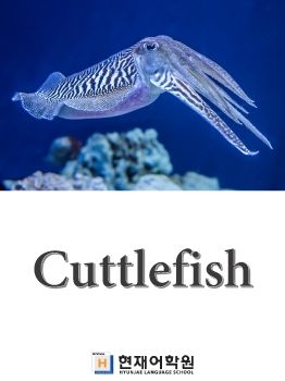 BP2C 008 Cuttlefish
