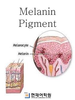 IP3A 004 Melanin Pigment