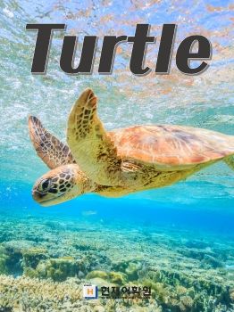 BP1C 013 Turtle
