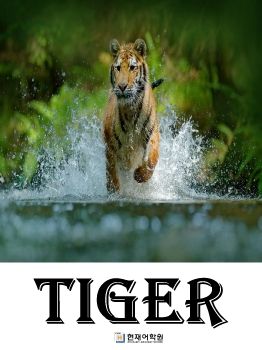 BP1C 003 Tiger
