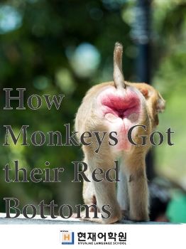 BP3A 010 How Monkeys Got their Red Bottoms