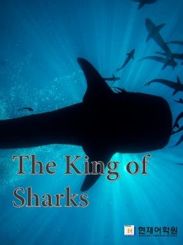 IP2B 005 The King of Sharks 이원영