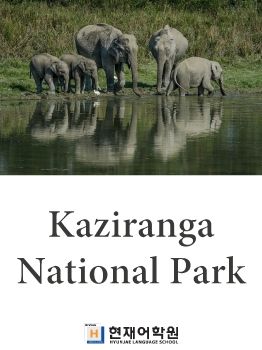 BP1C 007 Kaziranga National Park