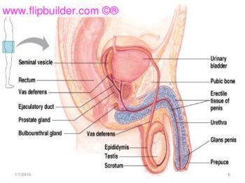 Nerve activates contraction