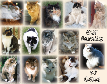 Our Family of Cats_2026 update