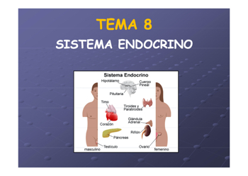 TD2_BASES_A_TEMA8