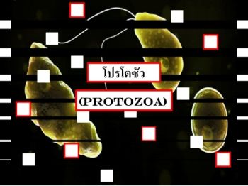 protozoa