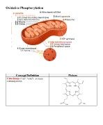 Oxidative Phospharylation