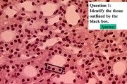 Histology Practice 1