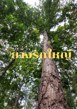 ยางรักใหญ่22