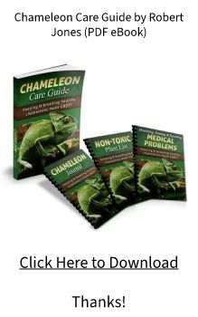 Chameleon Care Guide PDF Robert Jones BOOK Download FREE