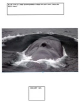 301 zachary blue whale
