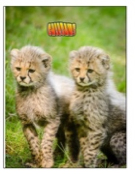 303 Liana Cheetah