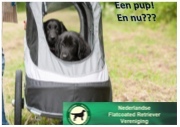 NFRV puppy boek