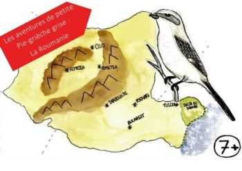 Les aventures de petite Pie-grièche grise
