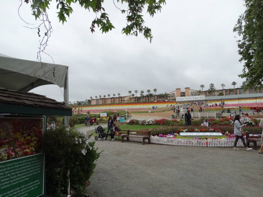 Carlsbad - Flower Fields