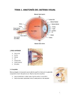 1. ANATOMIA_Neat