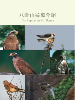 八卦山的猛禽