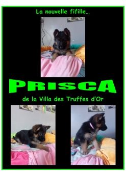 ALBUM PRISCA - PDF