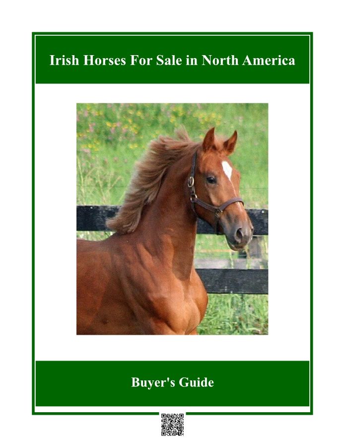 Irish Horses for Sale in North America