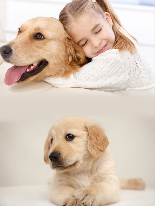 Animais