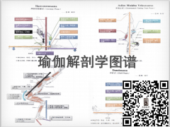 瑜伽解剖学图谱