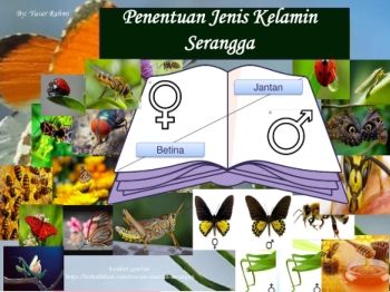 Penentuan Jenis Kelamin Serangga