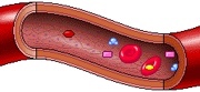 FLUJO SANGUÍNEO