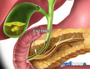 BILIARY DUCTS