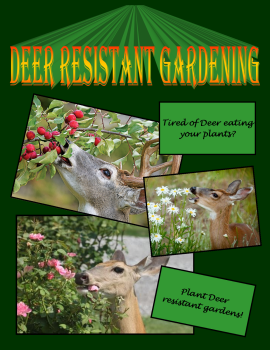 Deer Resistant Shade Garden