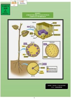 E MODUL STRUKTUR DAN FUNGSI ORGAN TUMBUHAN 