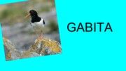 gabita